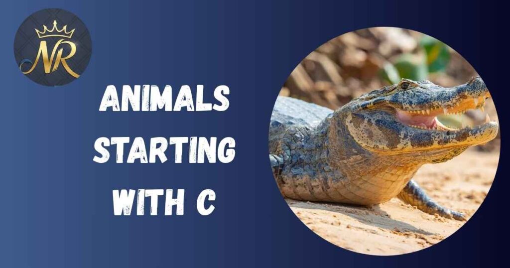 Animals Starting With C