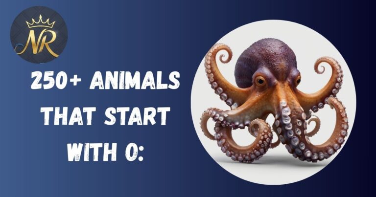 Animals That Start With O