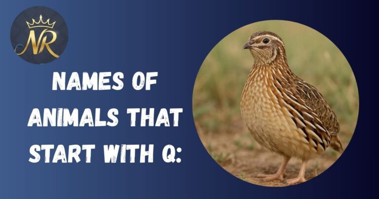 Animals That Start With Q