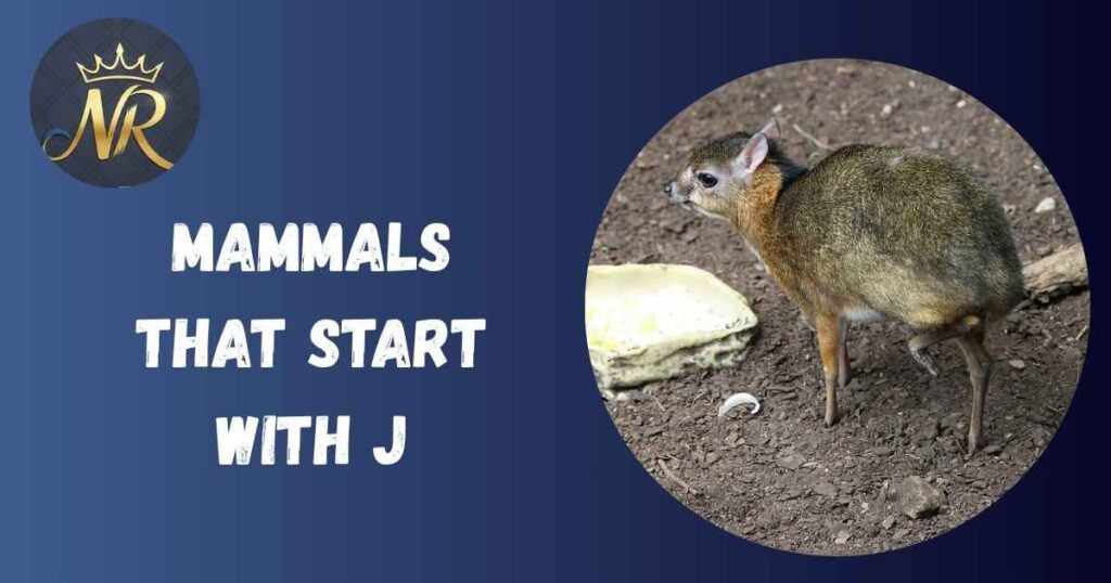 Mammals that start with J