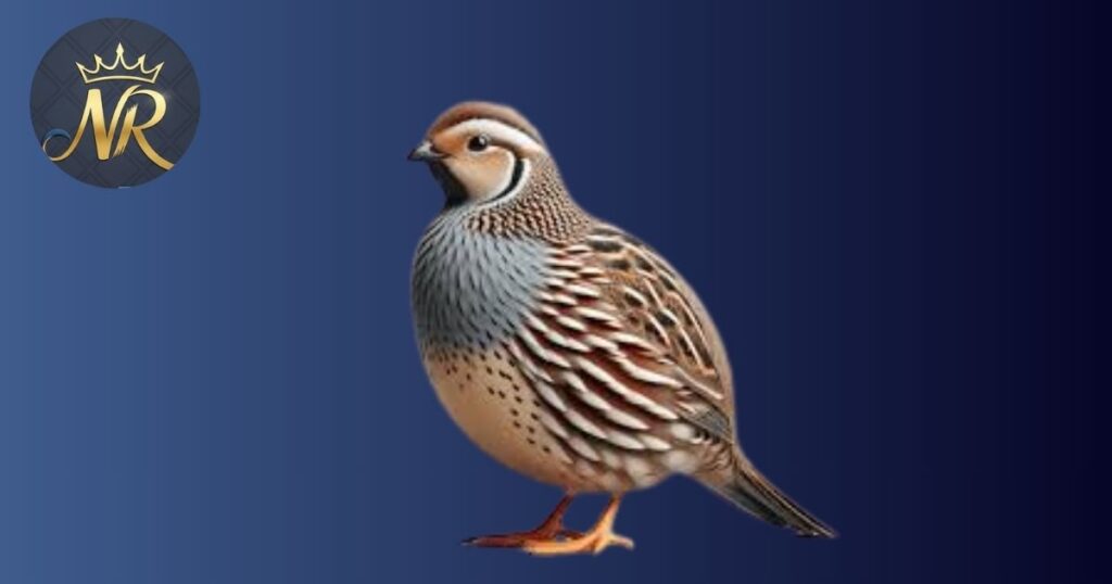 Quail