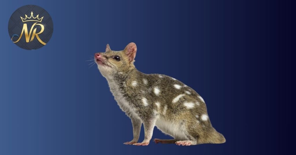 Quoll