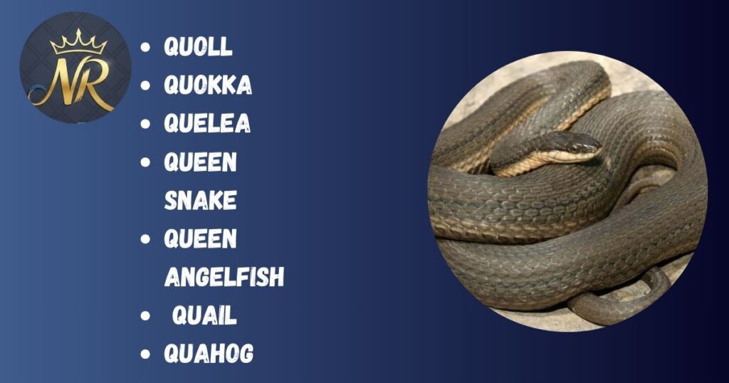 What Animal Starts With Q