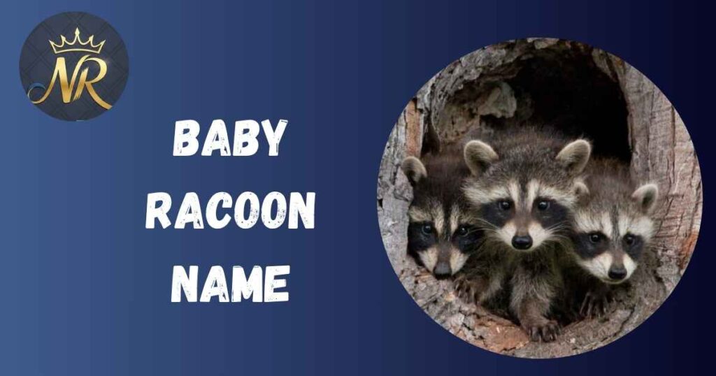 Baby Racoon Name