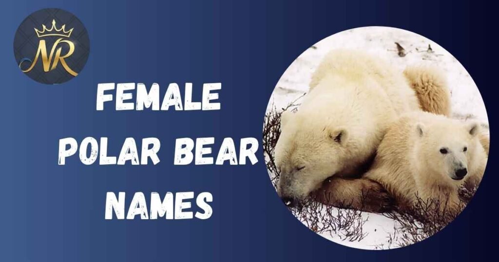 Female Polar Bear Names