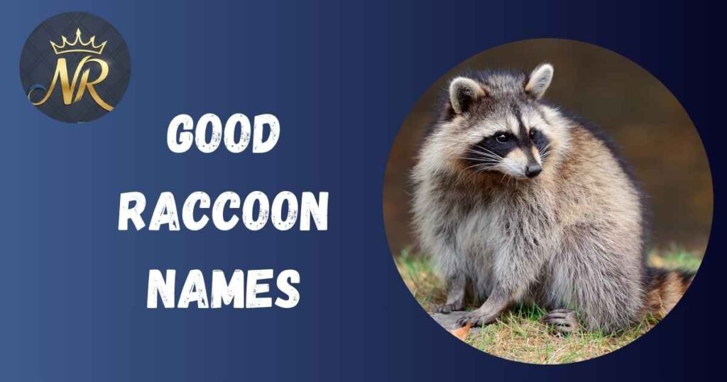 Good Raccoon Names