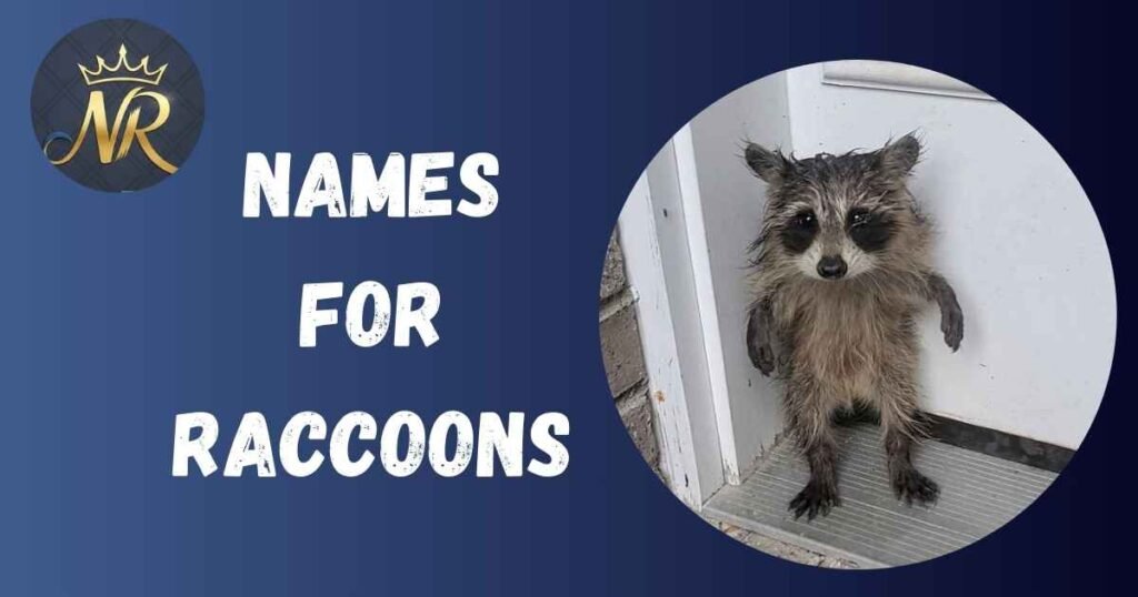 Names For Raccoons