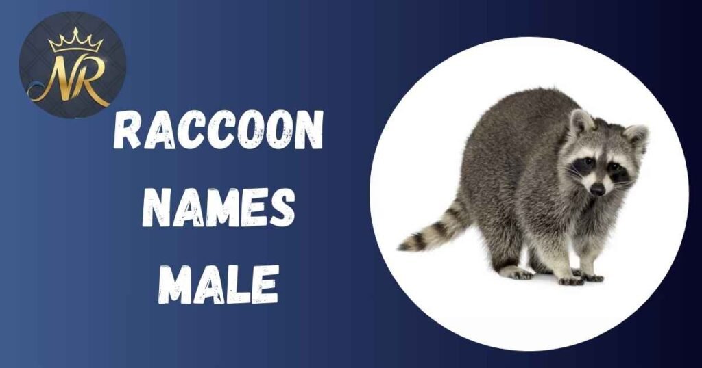 Raccoon Names Male