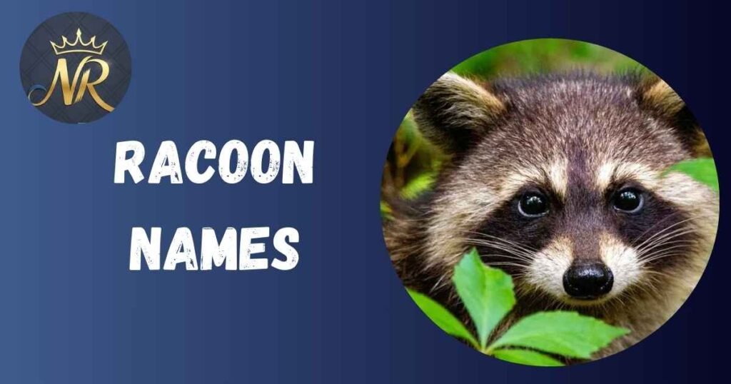 Racoon Names