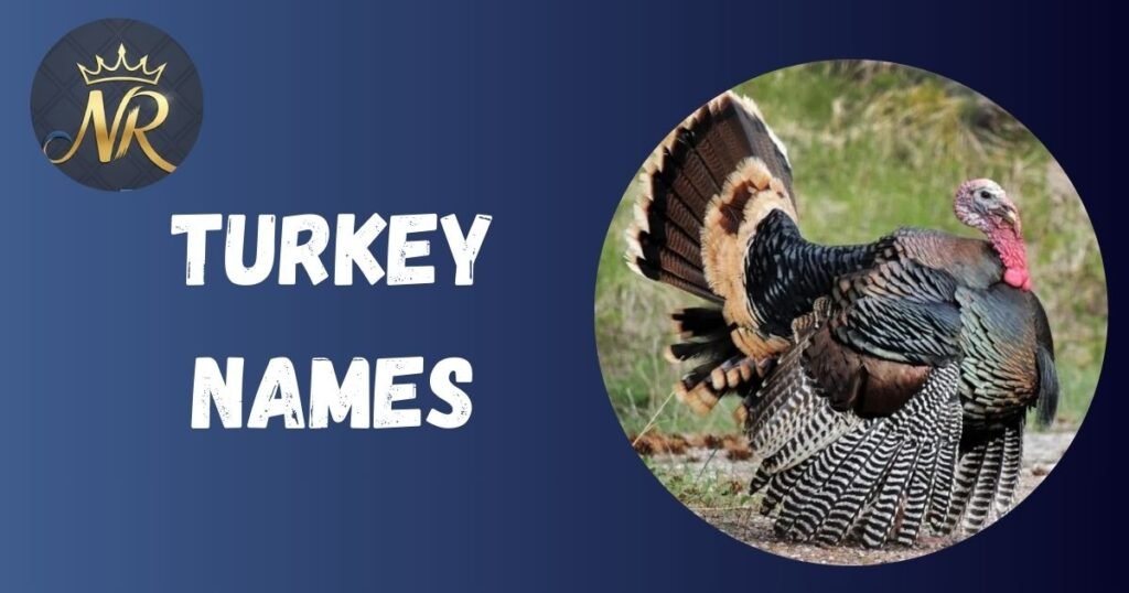 Turkey Names